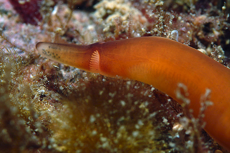 Nipponnemertes pulchra